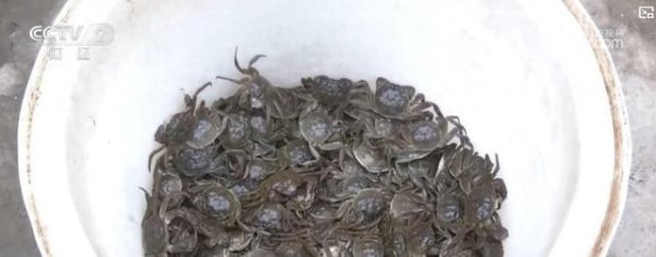 铁牛配资 特色农产品错峰上市销路旺 夏日“鲜”经济助增收